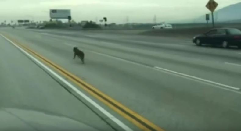 This Highway Rescue Of Two Dogs Will Have You On The Edge Of Your Seat!