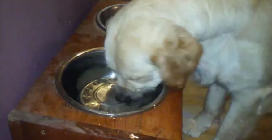 Golden Retriever still learning how to drink water