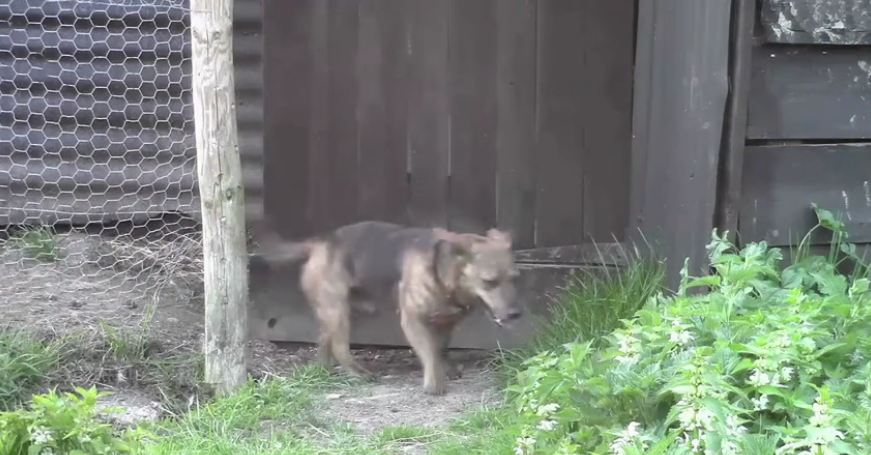 Dogs learn how to raise their own chickens