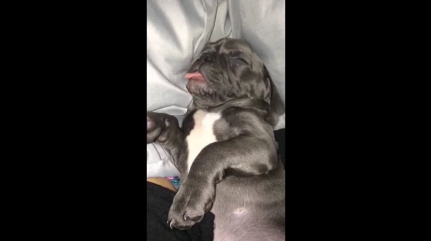 Snoring French Bulldog puppy can’t control his tongue