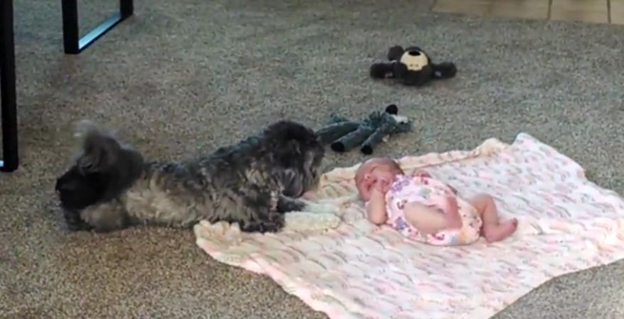 Puppy looks over newborn baby sister