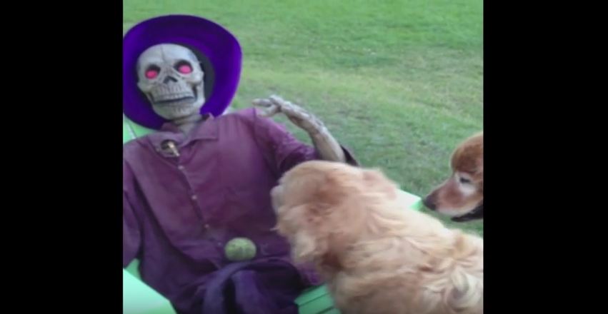 Dog Tries to Play Fetch With Plastic Skeleton