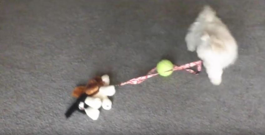 Puppy Takes Stuffed Dog Toy for a Walk