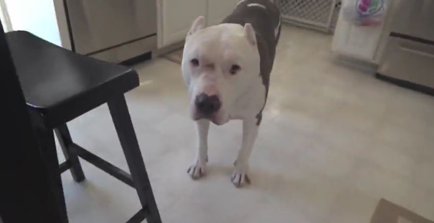 Pit Bull shows just how much he loves Skrillex