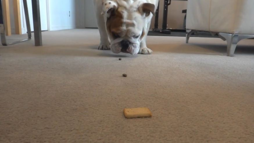 Trail of treats leads English Bulldog to delicious snack