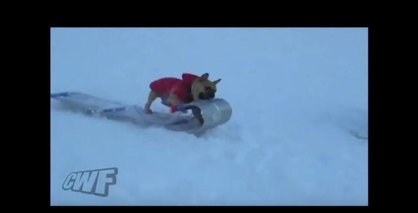 Watch What Happens When This Clever Dog Hijacks A Boy’s Sled