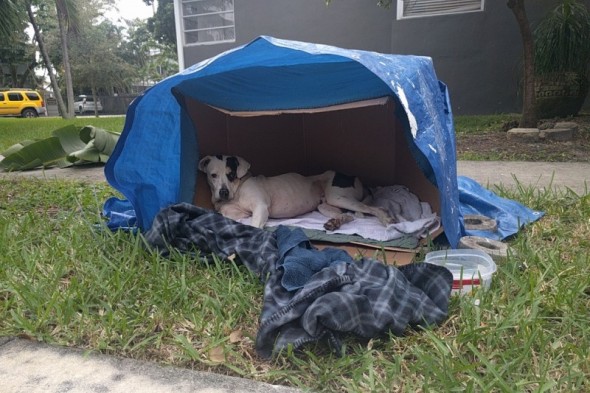 Community Saves Abandoned Dog Waiting for Owners Inside a Box