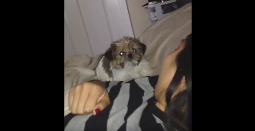 Human “Barks” Puppy off of Bed