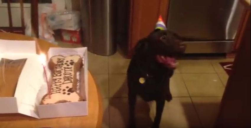 It’s This Dog’s Birthday And She Is SO Excited. Her Reaction Will Make You LOL.