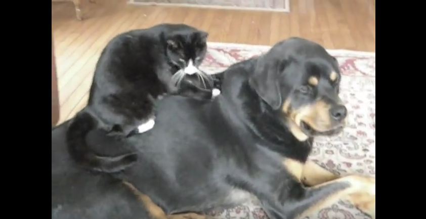 World’s Bravest Cat (Cute Rottweiler and Cat)