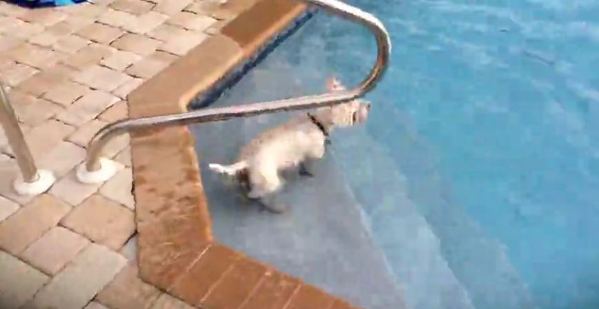 Water-loving dog swims laps in the pool