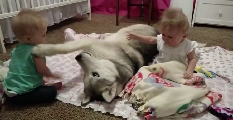 Husky adorable entertains twin babies