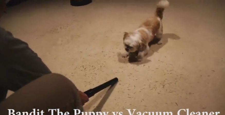 Puppy confronts his mortal enemy: The vacuum cleaner!