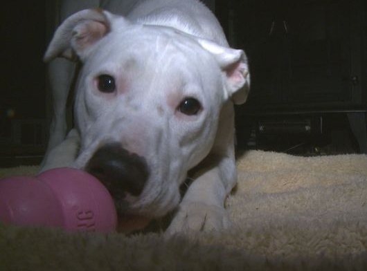 Deaf Shelter Dog Saves Foster Family from CO Poisoning