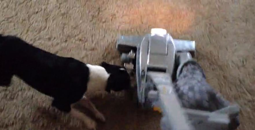 Boston Terrier attacks vacuum cleaner