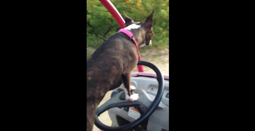 Boston Terrier demonstrates driving skills