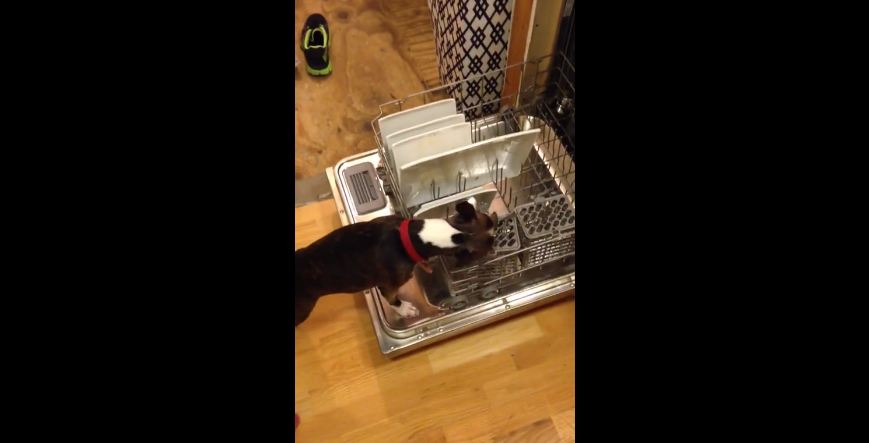 Boston Terrier caught cleaning the dishes