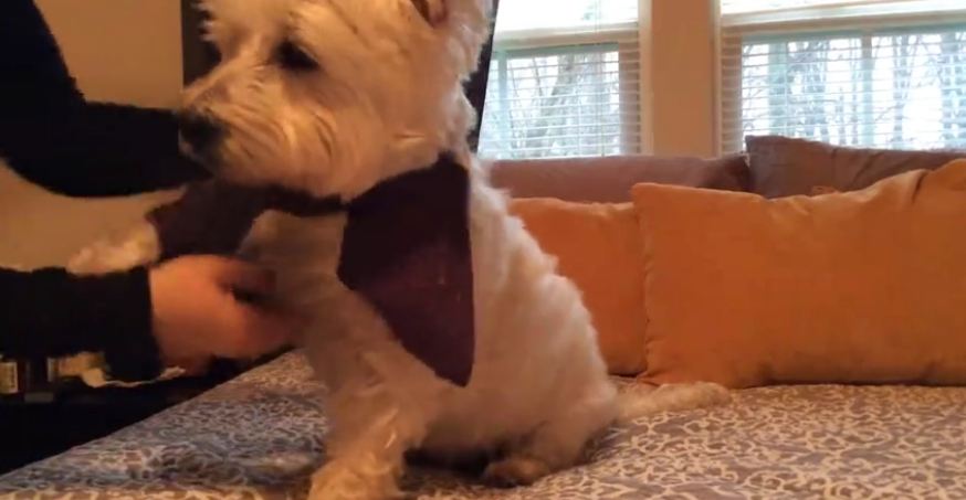 Westie loves to play dress up!