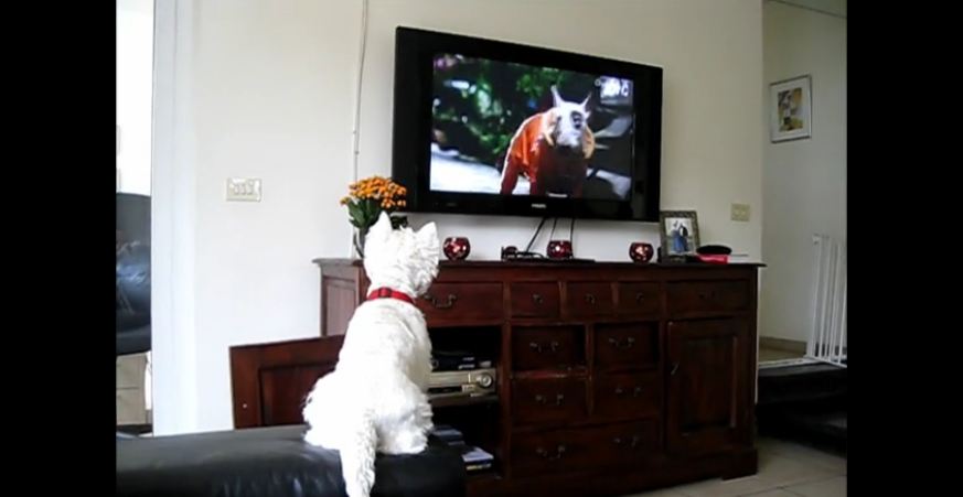 Excited Westie dog loves watching TV