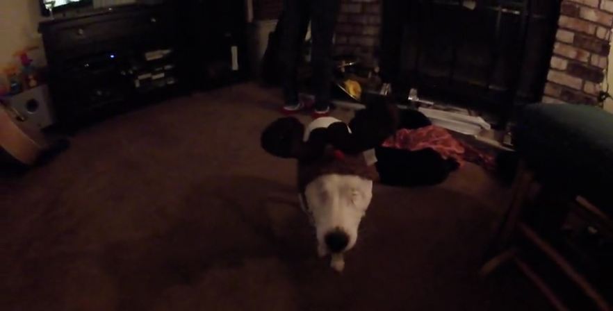 Eyeless Jack Russell thinks she’s a reindeer!