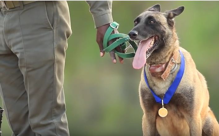 Anti-Rhino Poaching Dog from South Africa Honored as Hero