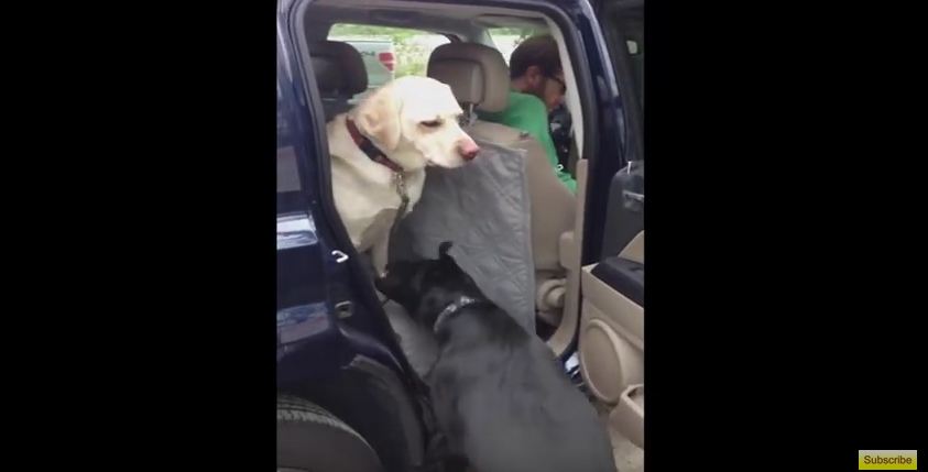 Dog Helps Senior Buddy Exit Car