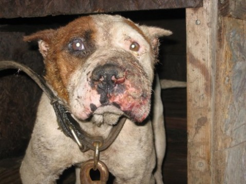 Dog Fighting Ring Bust in Pontiac, Michigan