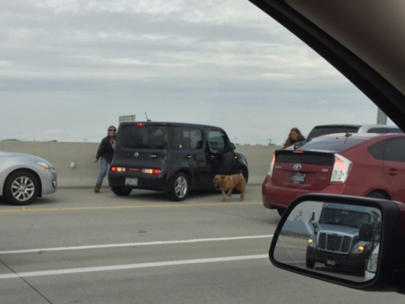 Dog Roaming on Busy Freeway Rescued by Sheriff’s Depuity