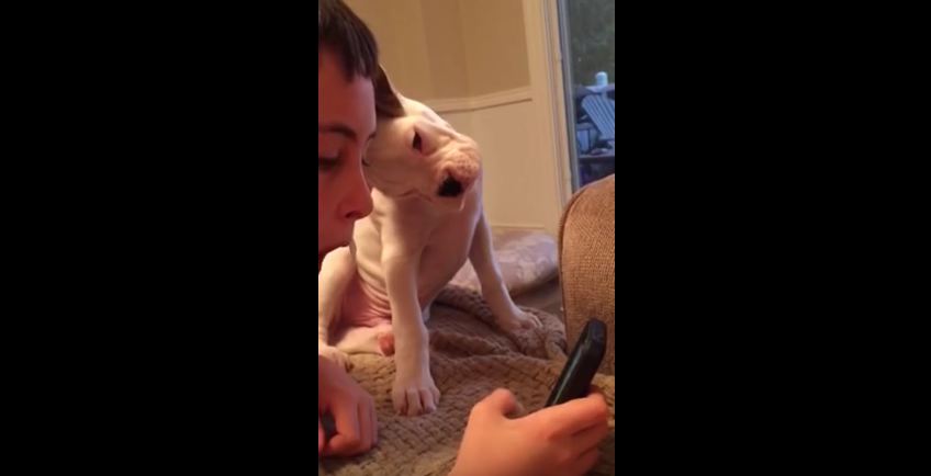 Watch This Pup’s Adorable Reaction When He Hears Something On The Phone