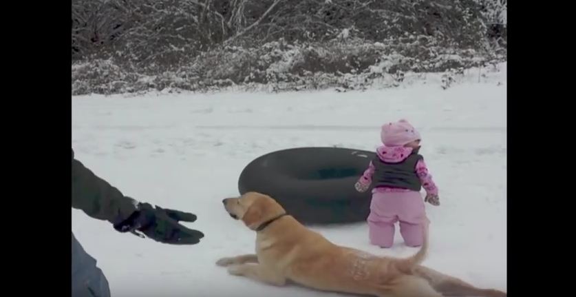 This Dog Doesn’t Need A Sled Or Anything To Have Some Fun In The Snow!