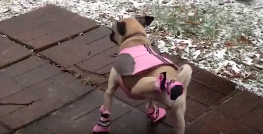 It’s That Wonderful Time Of Year When Dog Owners Try To Put Booties On Their Pups