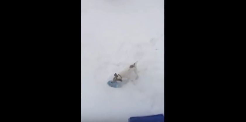 Willing Dog Helps Shovel Snow