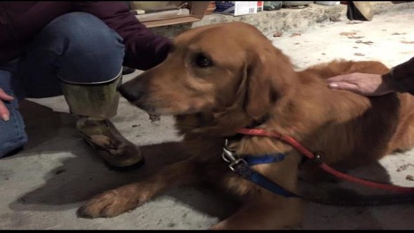 Dog Reunites with Owner after 559 Days On the Run
