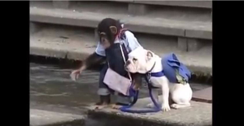 Monkey Helps Dog Cross the River