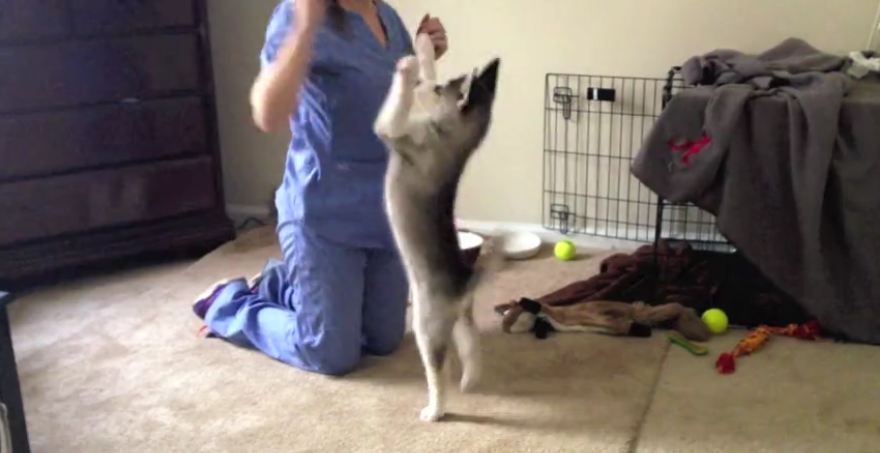 Husky puppy quickly learns awesome new trick