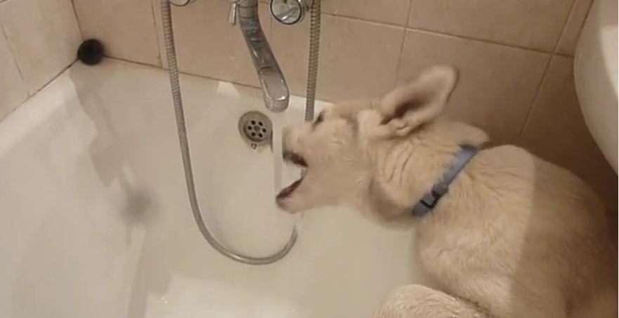 Husky Puppy Loves Bathtub Tap
