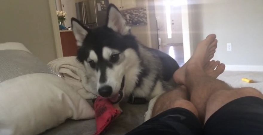 Husky puppy playfully taunts owner with toy