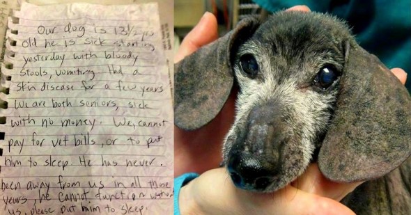 Senior Dog Left with Note to Be Reunited with Owners