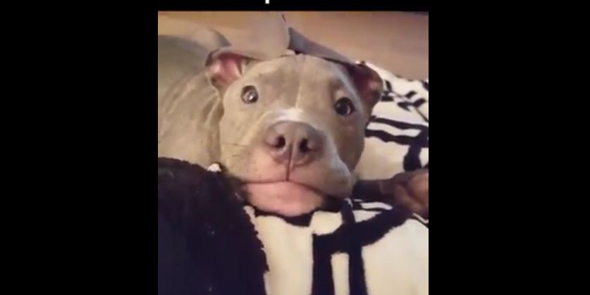 Pit Bull with Helicopter Ears