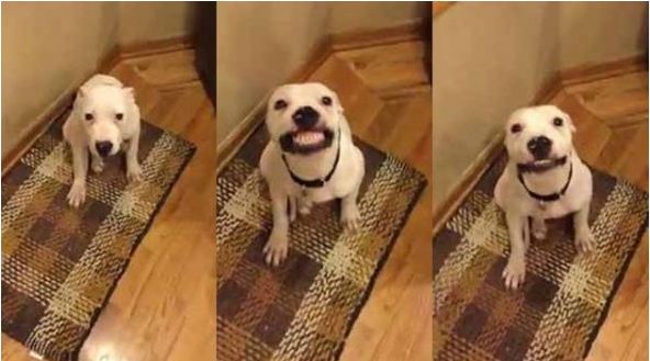 Herbie and His Smile Are Taking the Internet by Storm