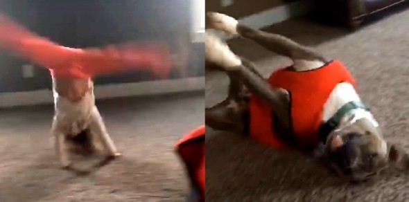 Pit Bull Adorably Tries to Imitate Little Girl’s Cartwheel