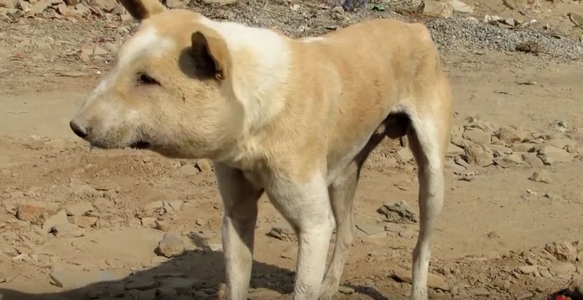 Animal Rescuers Were Shocked When This Stray Dog Walked Up To Them