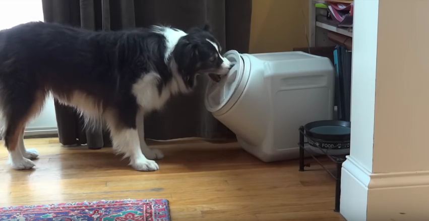 They Kept Running Out Of Dog Food But Had No Idea How, So They Set Up A Hidden Camera