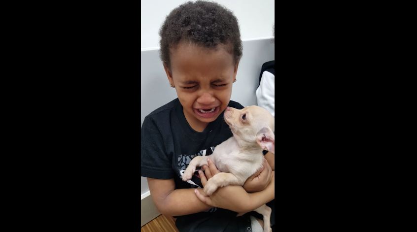 Little Boy Can’t Hold Back The Tears After Meeting A Tiny Chihuahua Puppy