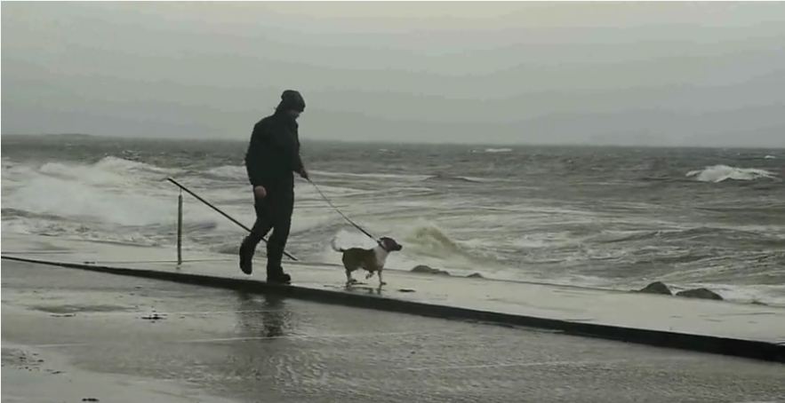 Dog Enjoys the Waves Breaking