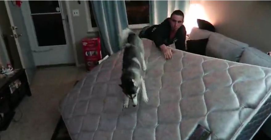 Energetic puppy is thrilled about new mattress
