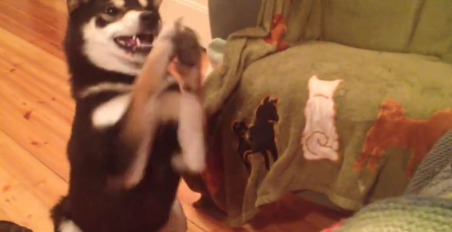 Persistent dog knows exactly how to get her way