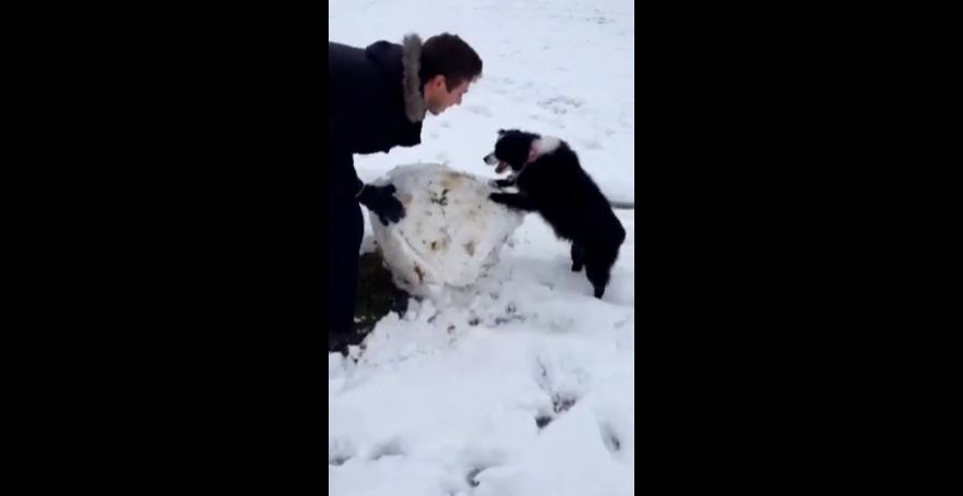 Dog helps her owner build a snowman