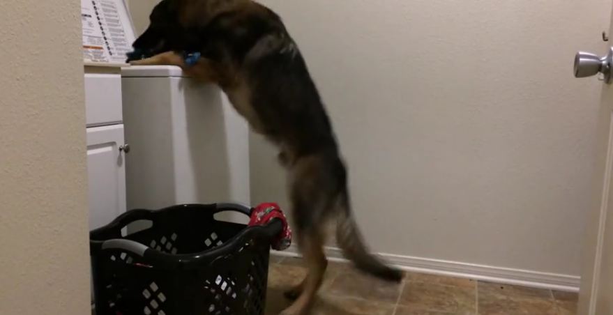 Helpful dog loads washing machine for owner