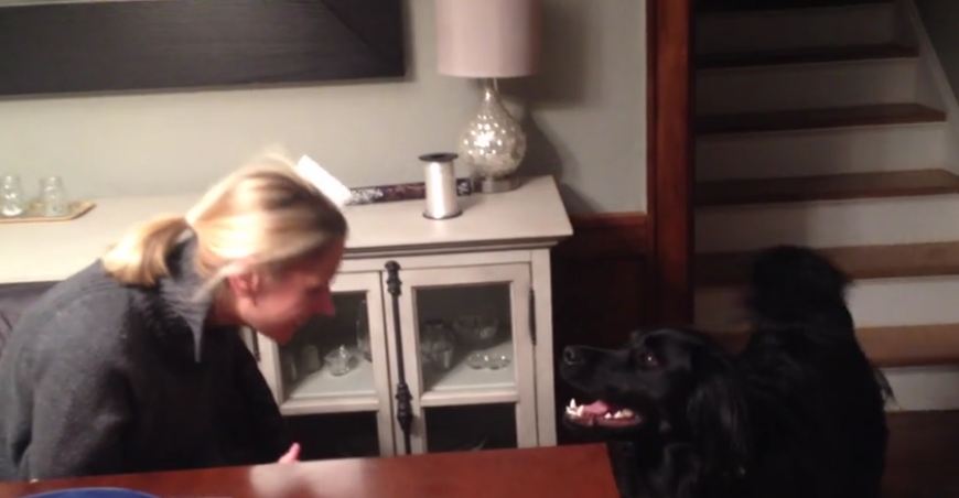 Dog hilariously confused by owner’s new hat